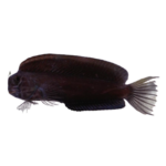 Blenny - Tribal