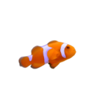 Clownfish - Ocellaris - Tangerine Albino