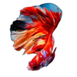 Betta - Koi - Round Tail - Male