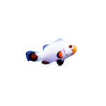 Clownfish - Ocellaris - Tangerine - Wyoming - White