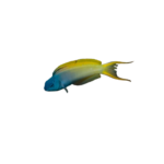 Blenny - Forktail