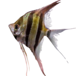 Angelfish - Zebra Lace - Locally Raised - Sm
