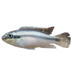 Cichlid - Krib