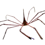 Crab - Arrow