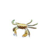 Crab - Freshwater - Pom Pom