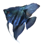 Angelfish - Blue Leopard