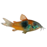 Catfish - Red Sailfin Venezuela - Corydoras