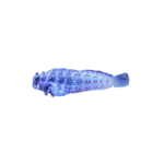 Blenny - Sailfin Algae - M