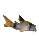 Catfish - Panda Long Fin - Cory