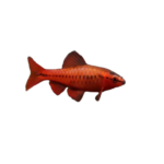 Barb - Cherry