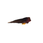 Blenny - RedLip - Horseface - Med