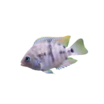 Cichlid - T-Bar Convict