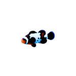 Clownfish - Ocellaris - Black - Ice