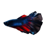 Betta - Halfmoon - Male