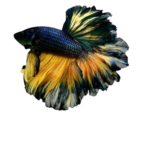 Betta - Mustard Gas - Male