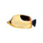 Butterfly - Saddleback