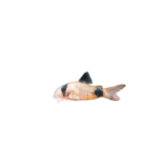 Catfish - Panda - Corydoras