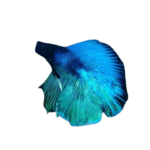 Betta - Super Delta Tail - Male