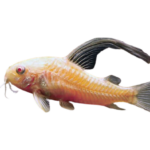 Catfish - Albino Longfin - Corydoras