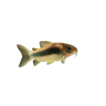 Catfish - Aeneus - Corydoras
