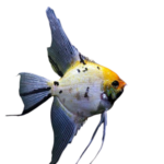 Angelfish - Koi