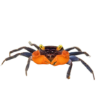 Crab - Freshwater - Vampire