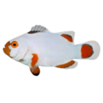 Clownfish - Ocellaris - Maine - Blizzard