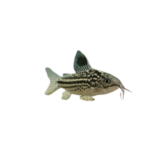 Catfish - Napoensis - Corydoras