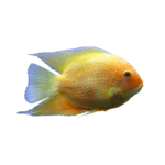 Cichlid - Severum - Gold Red Streak
