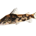 Catfish - Barbatus Bearded - Corydoras