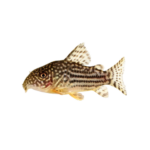 Catfish - Peppered - Corydoras
