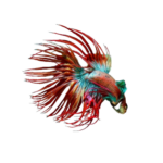Betta - Crowntail Dragon Scale Male