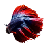Betta - Halfmoon Doubletail - Male