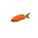 Anthias - Lyretail - Orange - Female
