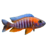 Cichlid - Peacock Red Eureka