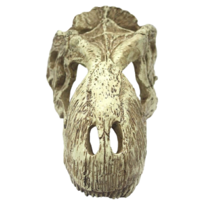 Komodo Realistic Decor