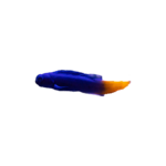 Blenny - Bicolor