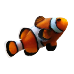 Clownfish - Ocellaris - QM labs