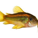 Catfish - Gold Laser CW010