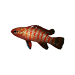 Badis - Scarlet Gem