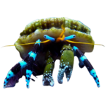Crab - Hermit - Electric Blue Knuckle