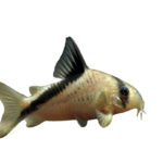 Catfish - Melini - Corydoras