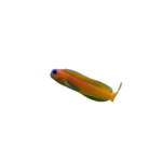 Blenny - Midas