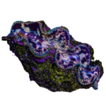 Clam - Aquacultured Clams Crocea Ultra - S