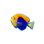 Angel - Flame Black Pygmy