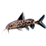 Catfish - Cuckoo - Multipunctatus