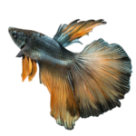 Betta - Half Moon Dragon