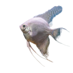 Angelfish - Platinum