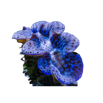 Clam - Maxima