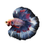 Betta - Doubletail Mixed Color
